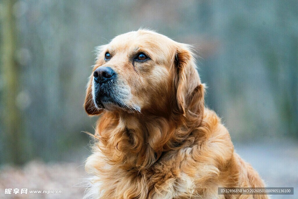 金毛犬户外专注神态