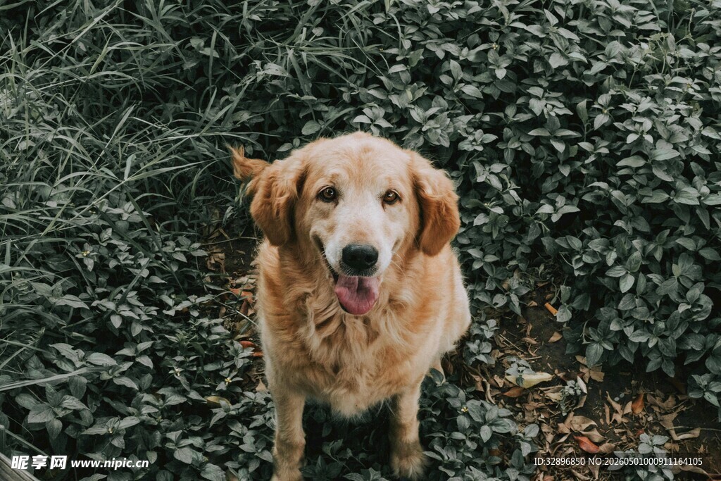 金毛犬于绿植间的可爱瞬间