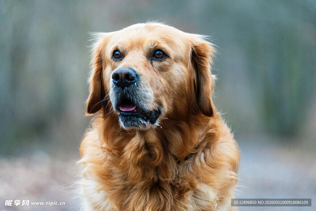户外的金毛犬
