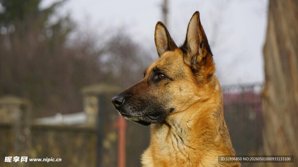 德国牧羊犬户外侧头特写