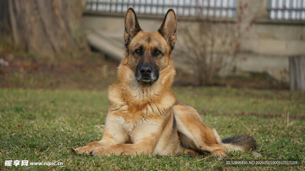 德国牧羊犬悠闲趴坐草地