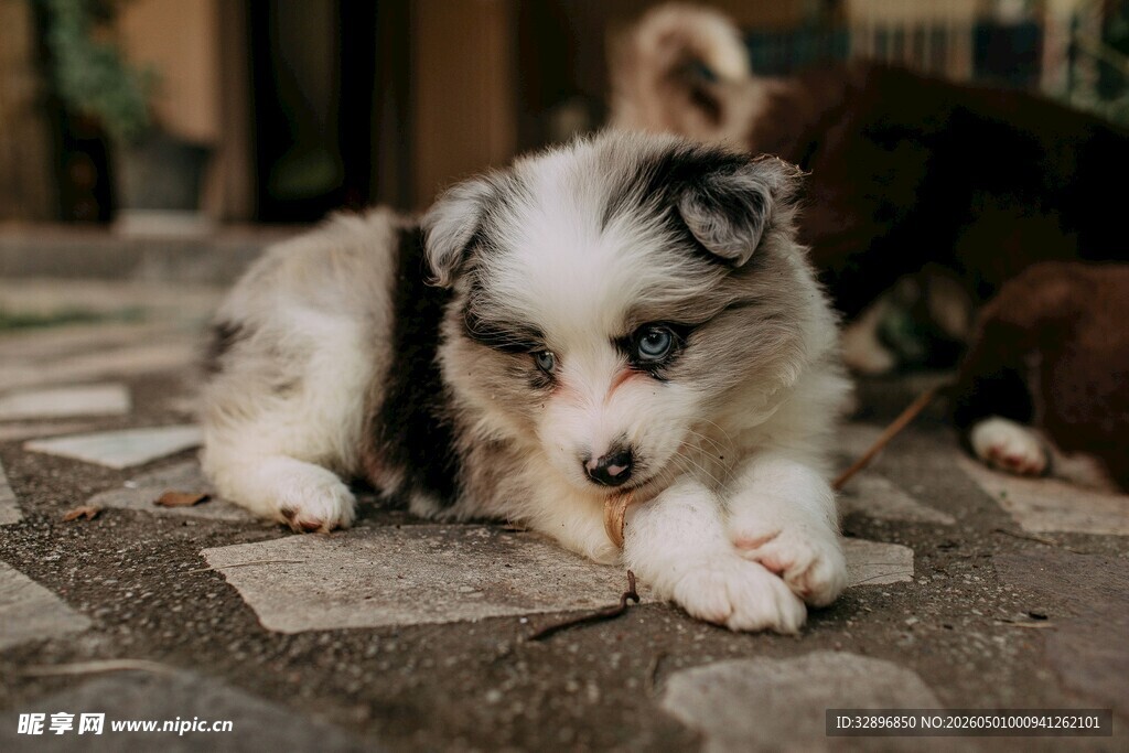 可爱小萌犬趴地休憩