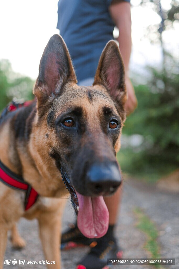 帅气德国牧羊犬户外吐舌