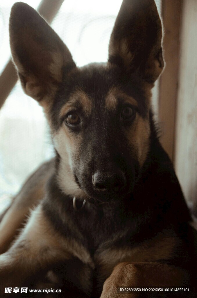可爱德国牧羊犬趴卧瞬间