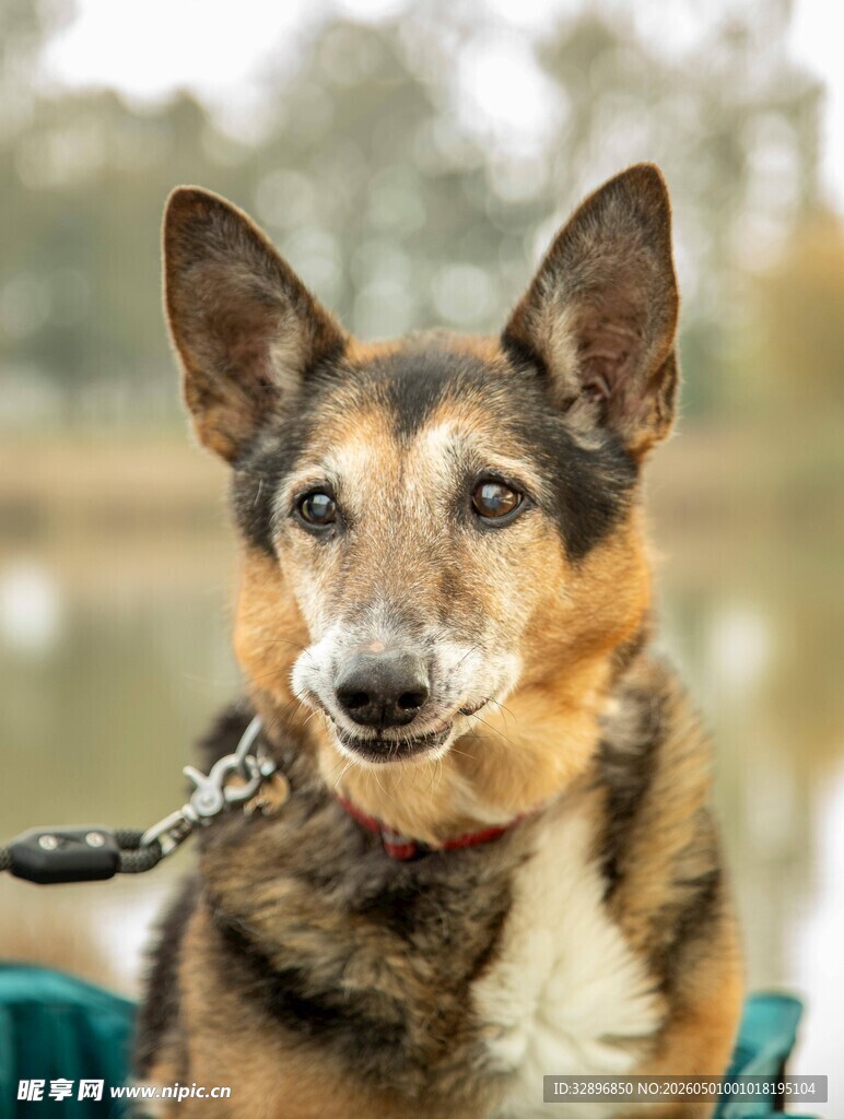 拴绳的三色犬