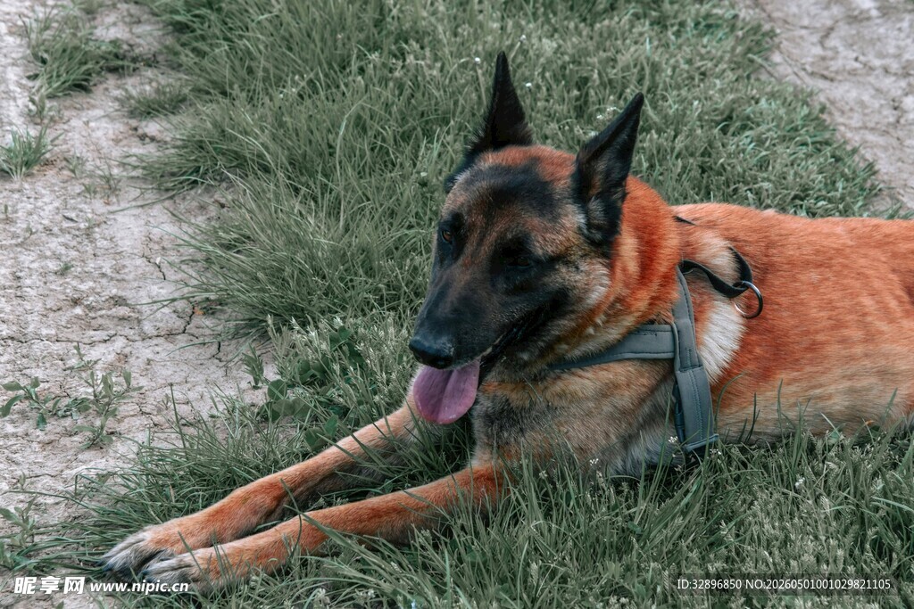 趴着的比利时牧羊犬