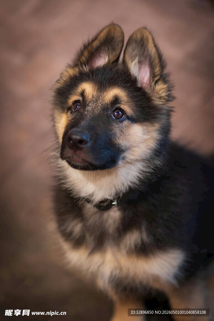 可爱德国牧羊犬幼犬特写