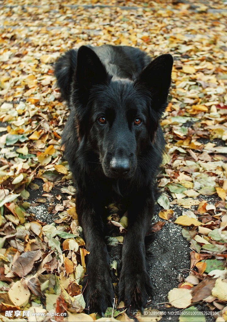 黑犬立于落叶之中