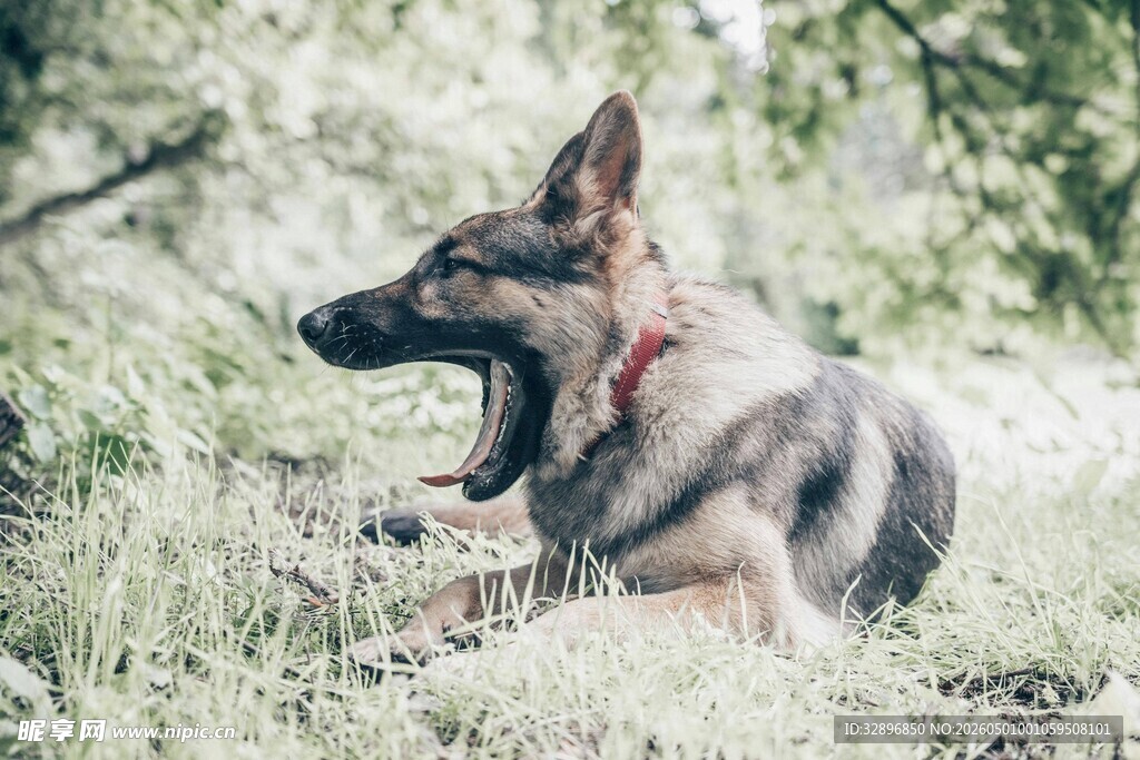 草地中张嘴的德国牧羊犬