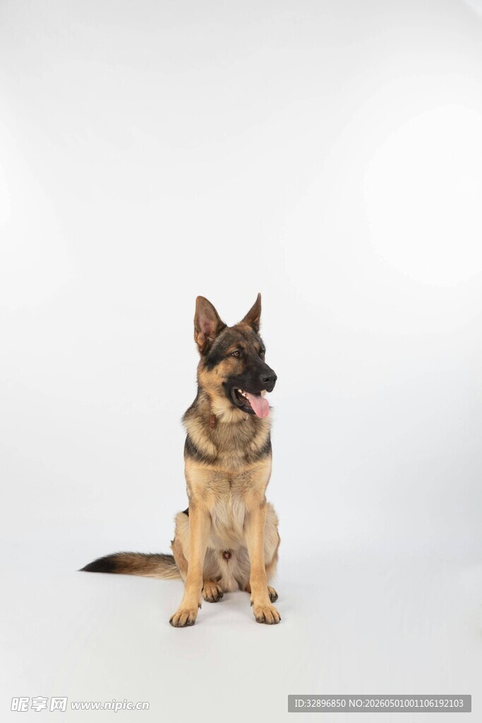 坐立的德国牧羊犬