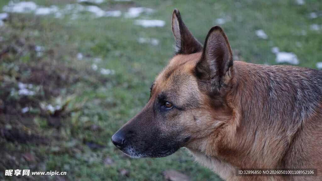 户外的德国牧羊犬