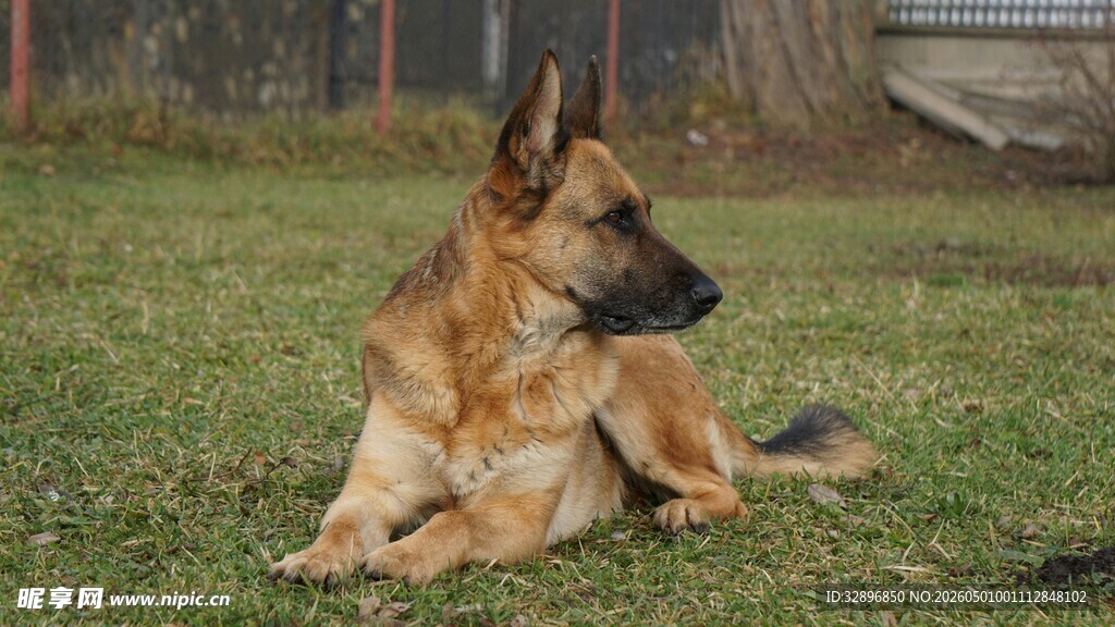 德国牧羊犬休憩于草地