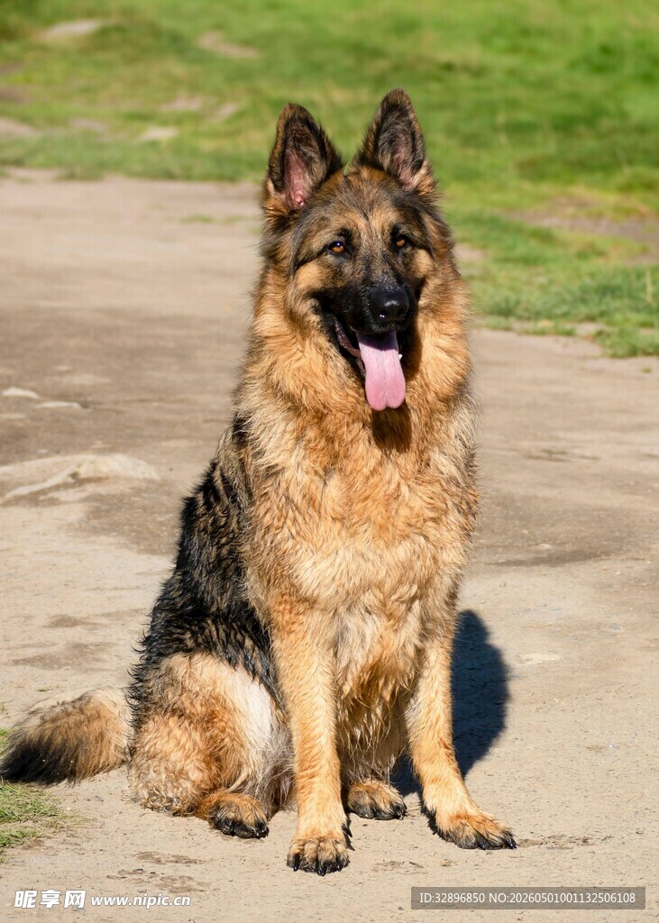 德国牧羊犬户外惬意坐姿