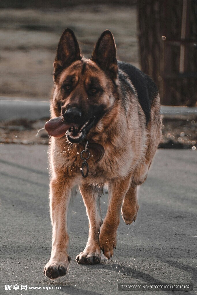 奔跑的德国牧羊犬