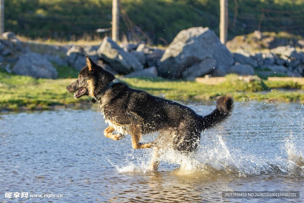 德国牧羊犬在浅滩欢快奔跑