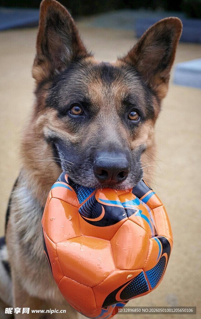 德国牧羊犬叼着玩具球