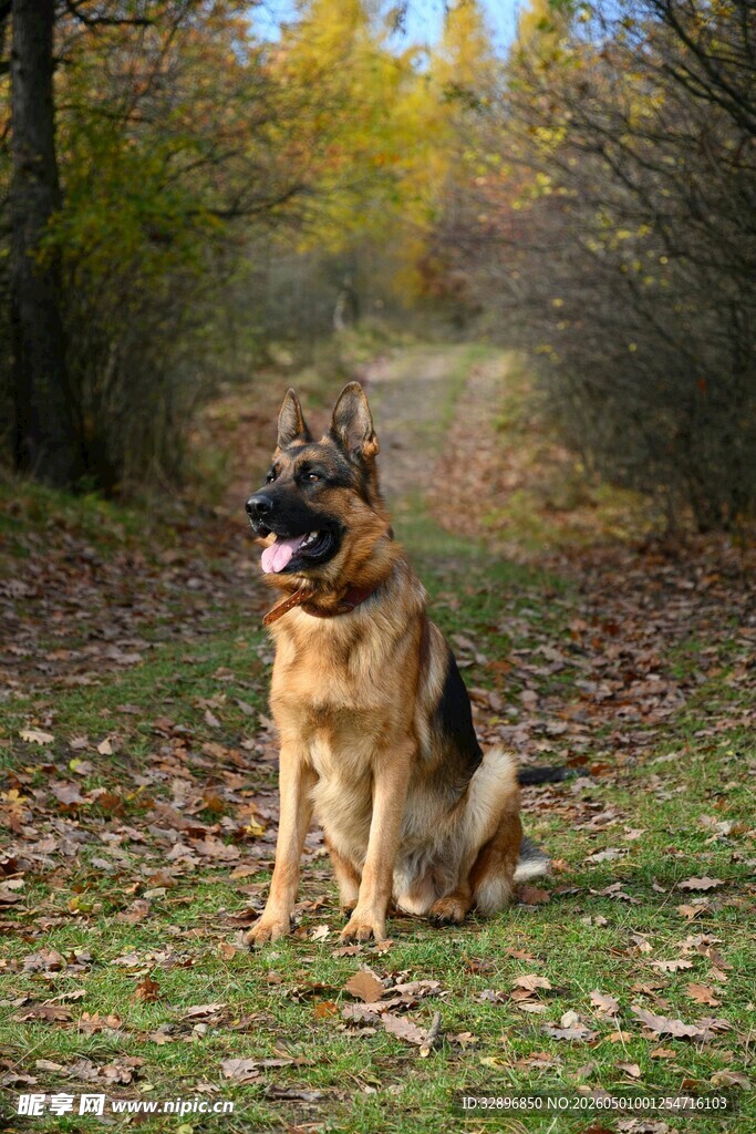 秋日林间的德国牧羊犬