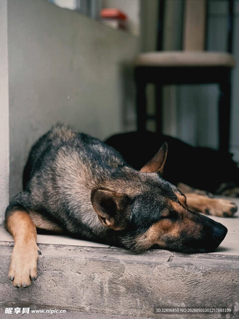 熟睡的狗狗
