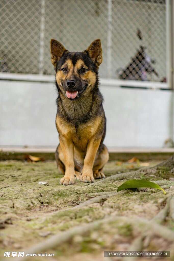 蹲坐的可爱德国牧羊犬