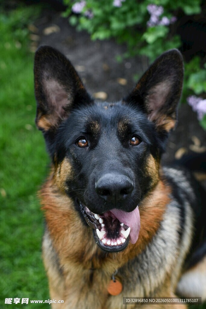 可爱德国牧羊犬户外写真