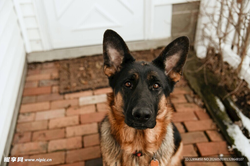 可爱德国牧羊犬站立砖道