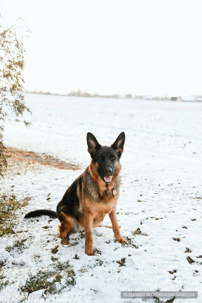 雪地中的德国牧羊犬