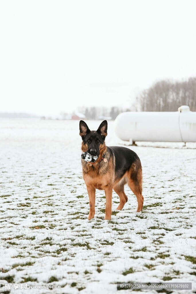 雪地中的德国牧羊犬