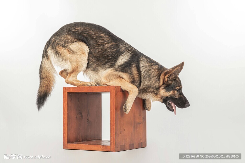 德国牧羊犬展示敏捷技巧