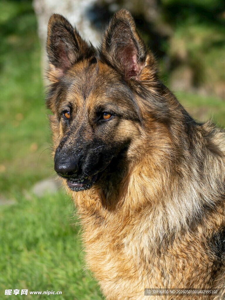 德国牧羊犬户外帅气模样