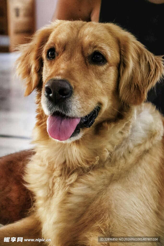 可爱金毛犬吐舌卖萌