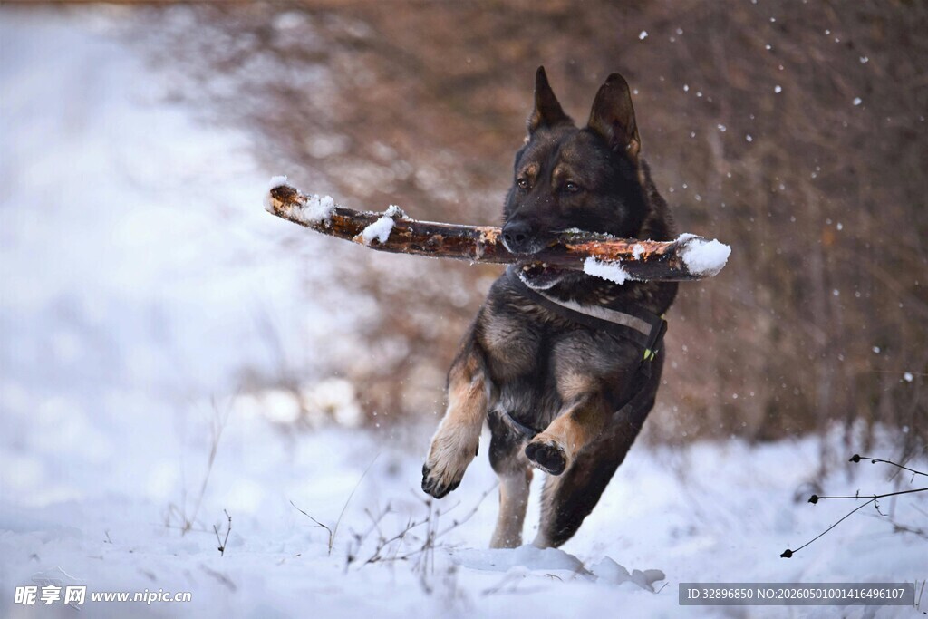 雪地中奔跑叼物的德国牧羊犬