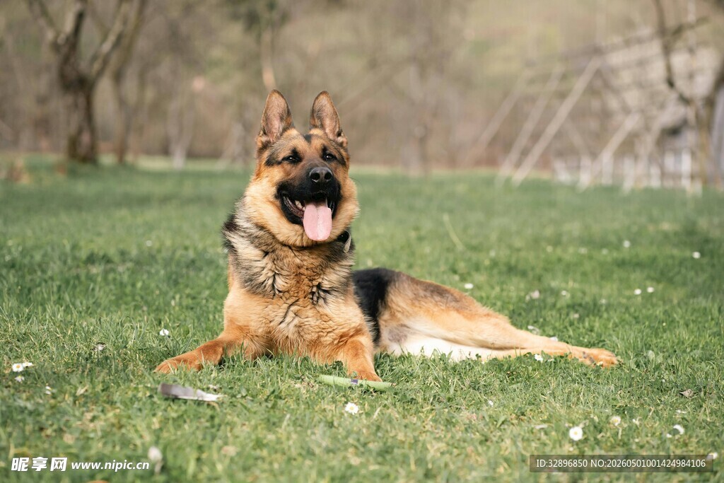 草地中的德国牧羊犬