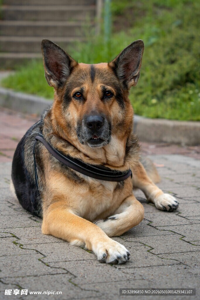趴地休憩的德国牧羊犬