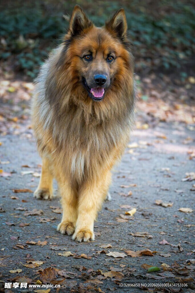 漫步的长毛牧羊犬