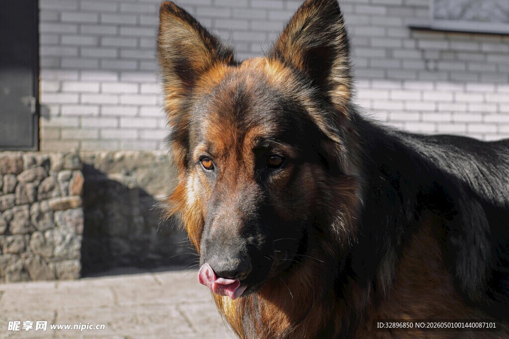 德国牧羊犬户外特写