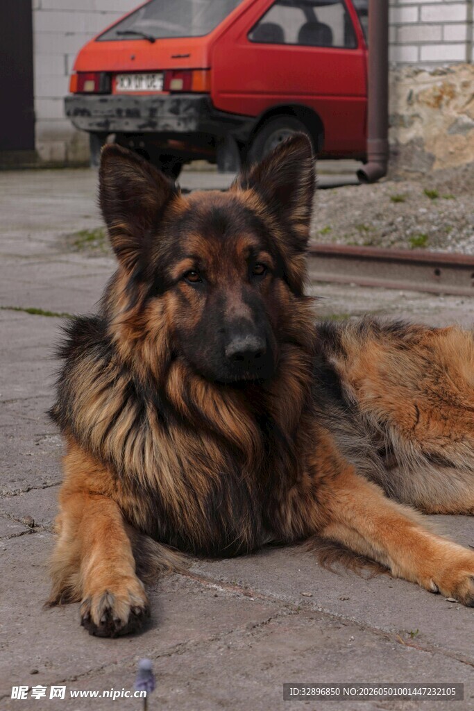 趴地的德国牧羊犬