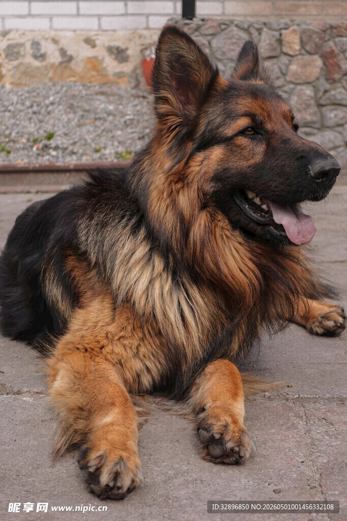 趴卧的德国牧羊犬