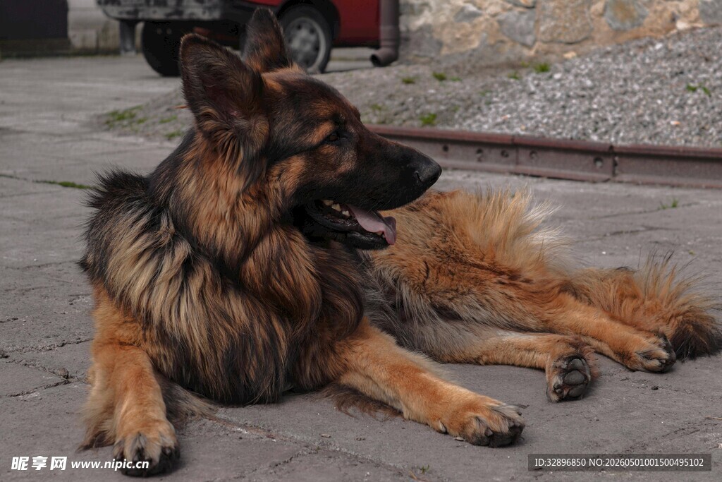 德国牧羊犬悠闲趴地