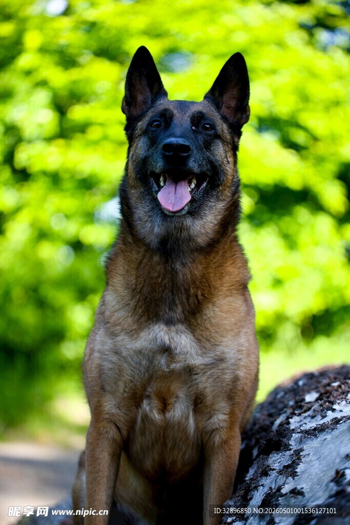 帅气马犬户外惬意模样