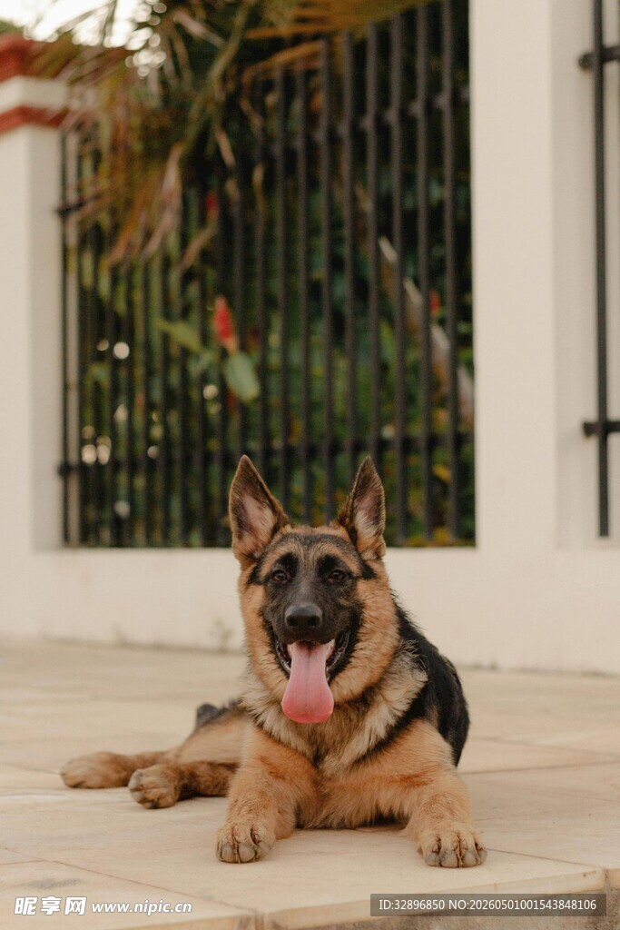 趴地的德国牧羊犬