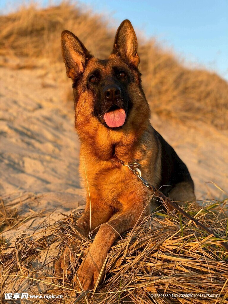 沙滩上休憩的帅气德国牧羊犬