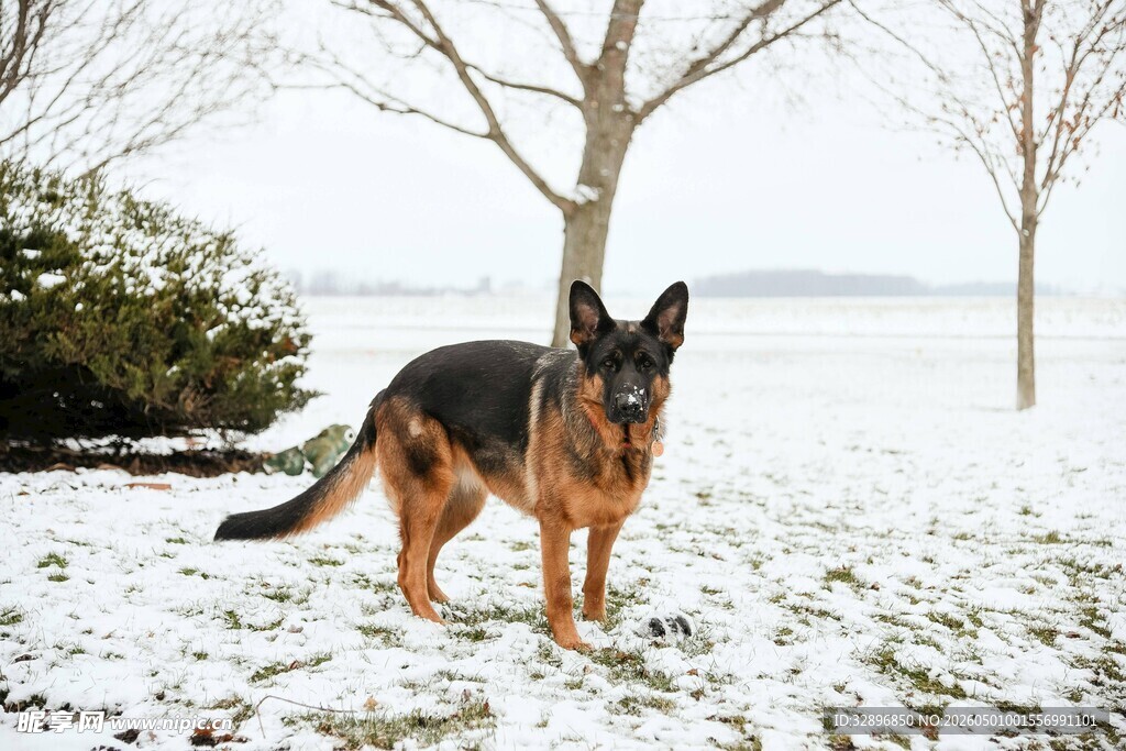 雪地中的德国牧羊犬