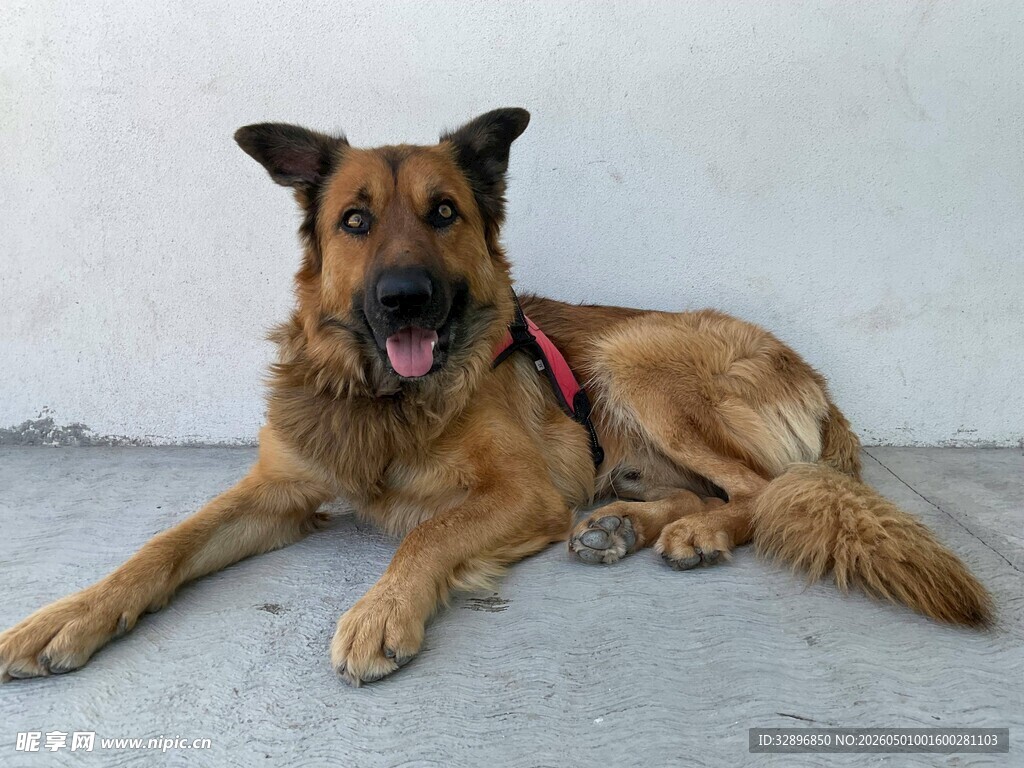 趴着的德国牧羊犬