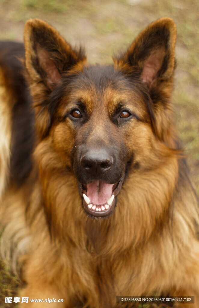 德国牧羊犬特写