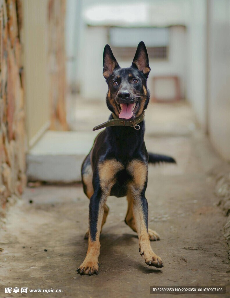 小巷中的欢乐德国牧羊犬
