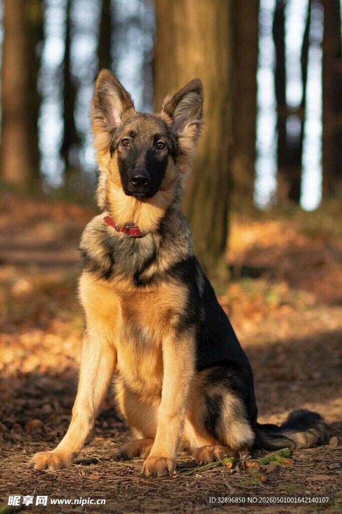 森林中坐着的德国牧羊犬
