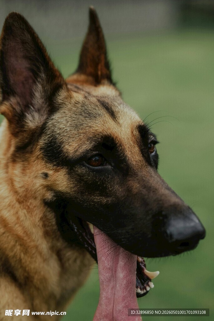 吐舌的帅气德国牧羊犬