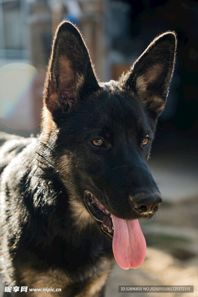 吐舌的帅气德国牧羊犬