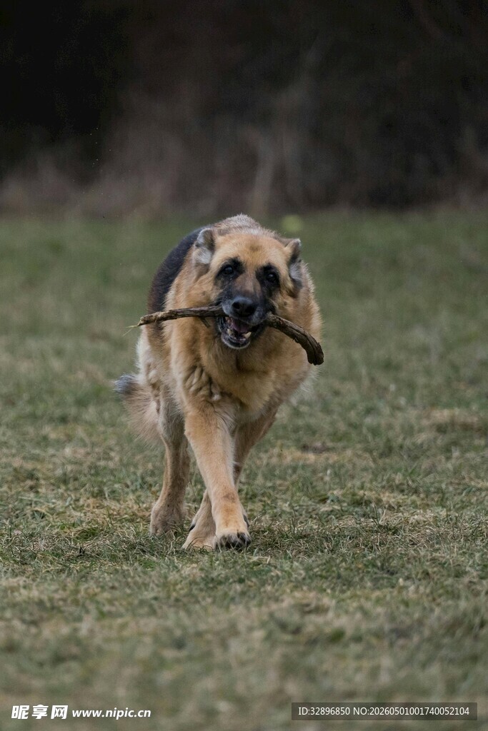 德国牧羊犬叼木棍奔跑