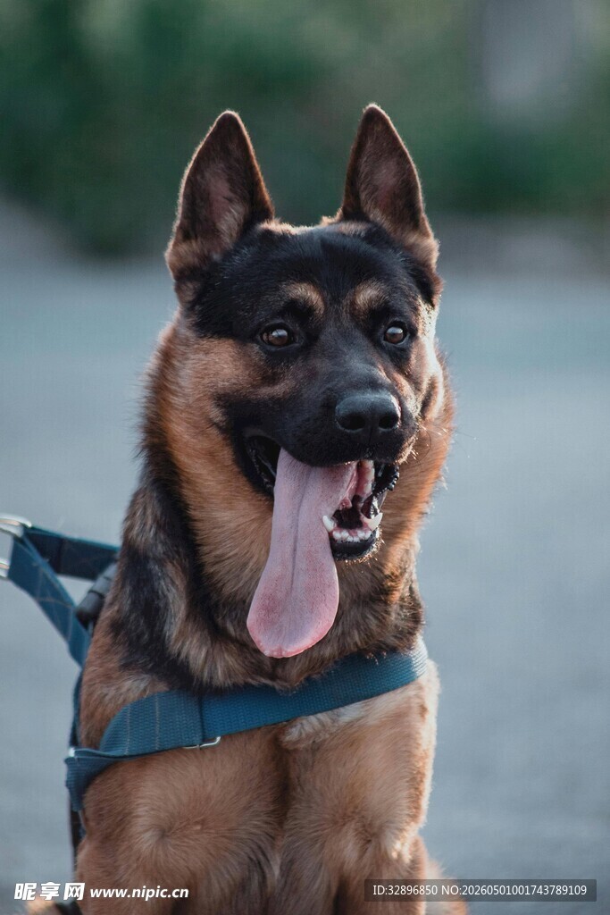 吐舌的帅气德国牧羊犬